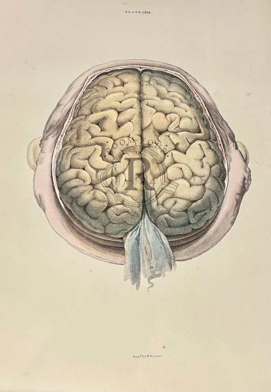 Lizars Anatomical Drawing - The Brain -  19th Century / early anatomy Plate LXIX - original