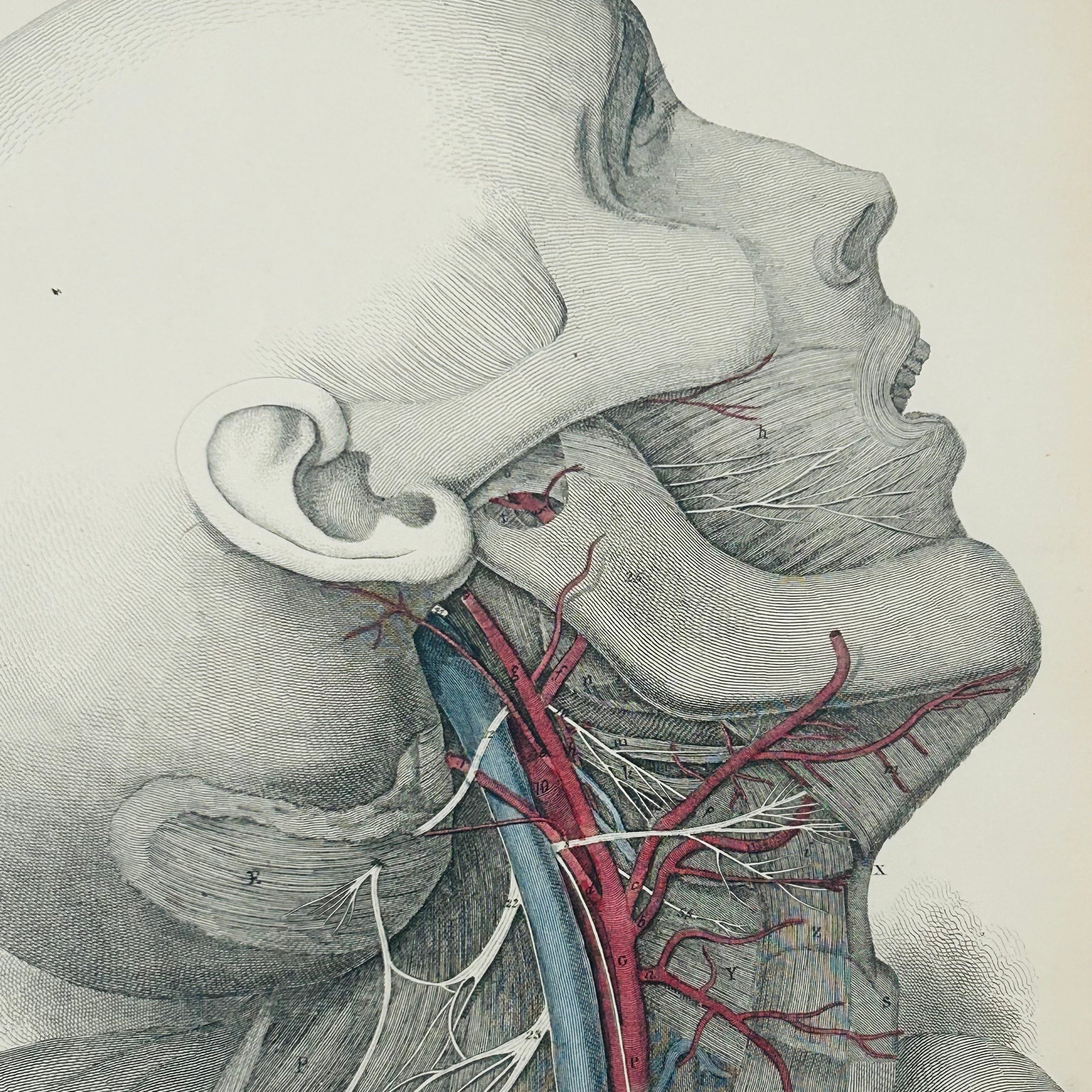 Lizars Anatomical 19th Century Head & Neck Dissection Lithographic Print