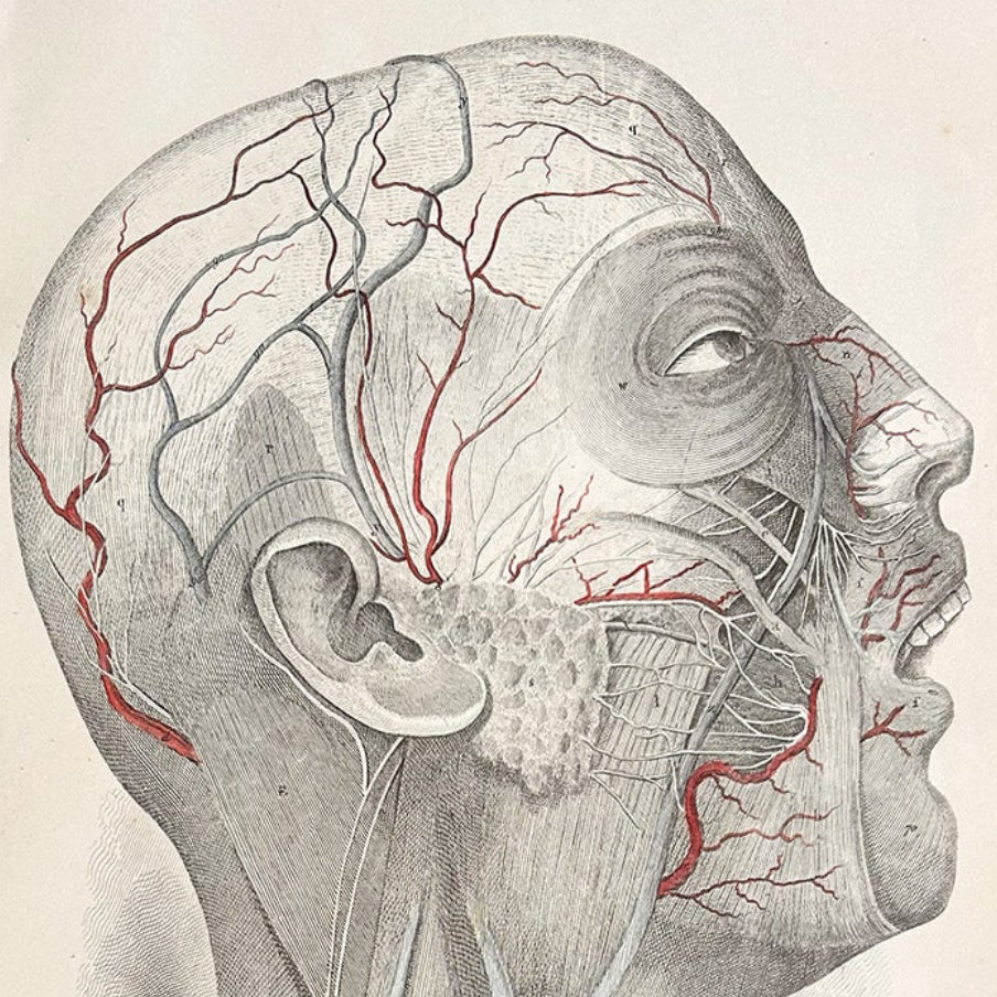 A 19th‑century copperplate engraving by William  Home Lizars, depicting the arteries, veins, and nerves of the head and neck in exquisite detail. The profile dissection reveals the carotid artery, jugular vein, and facial musculature, rendered in Lizars’ precise linework and subtle hand‑colouring.