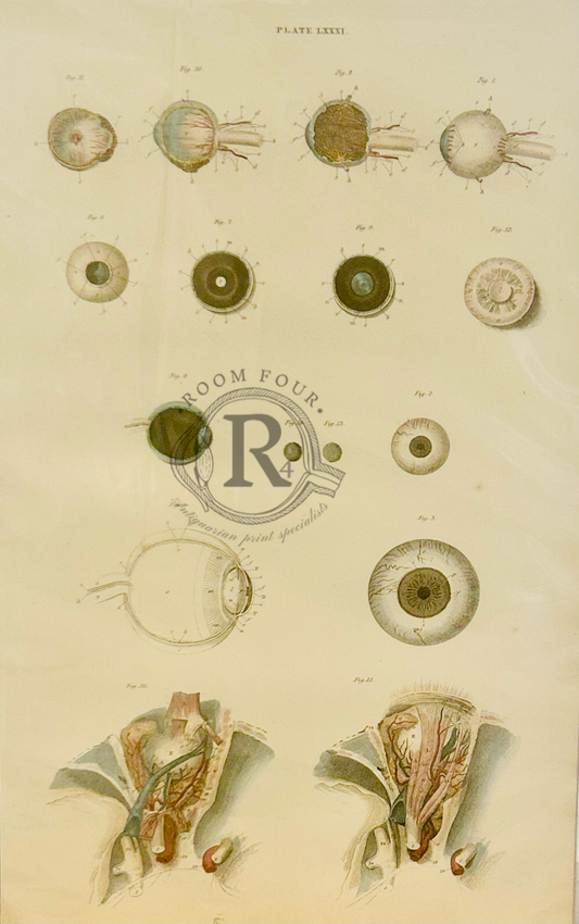 Explore John Lizars’ 19th-century anatomical drawings — exquisite vintage medical art combining scientific precision and classical illustration. Perfect for collectors and interiors. &nbsp;Ocular Detailed Figures 1 - 16.