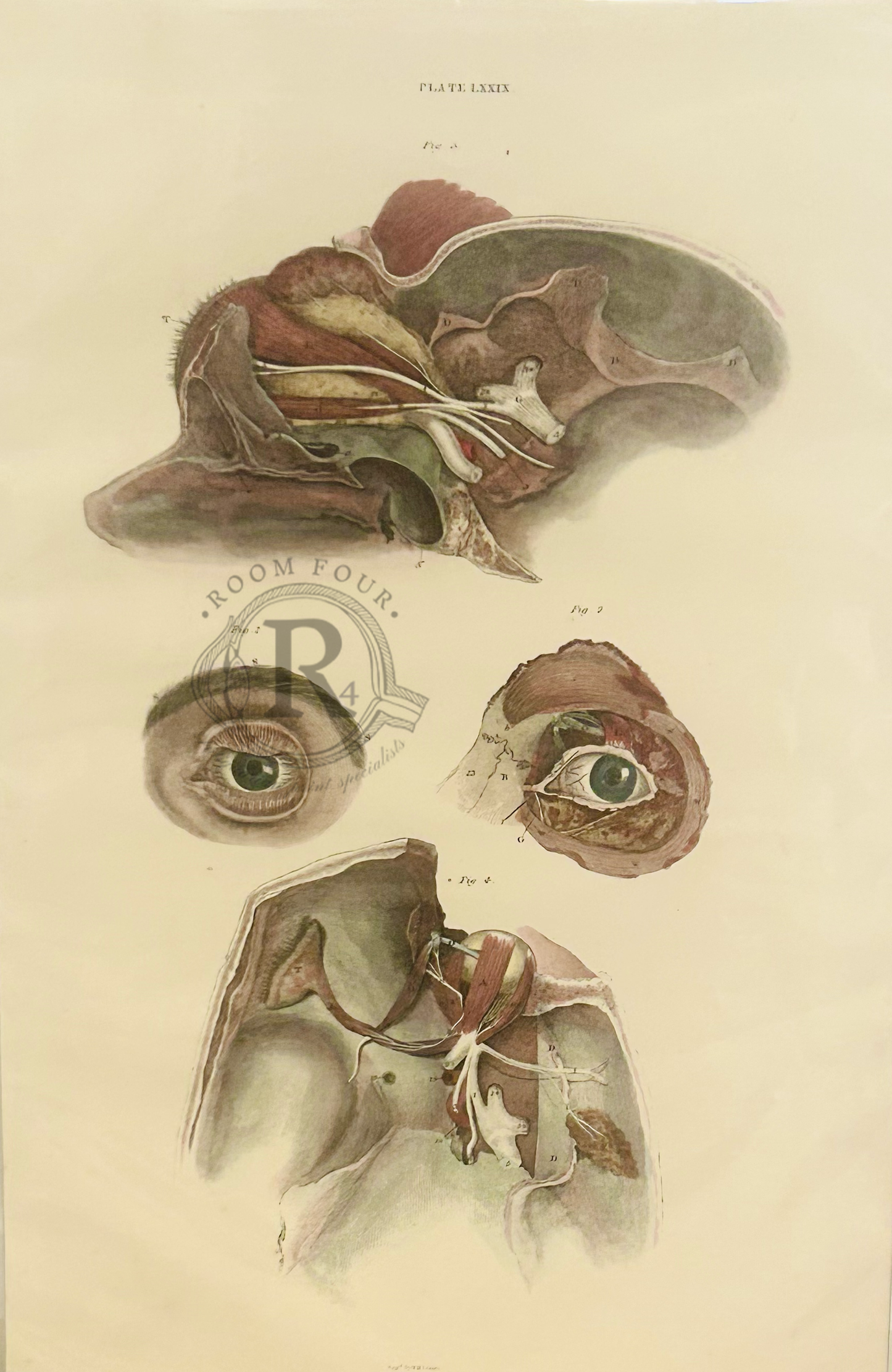 19th-century anatomical drawing by John Lizars – ocular - vintage medical illustration showing human anatomy in fine engraved detail, Victorian medical art