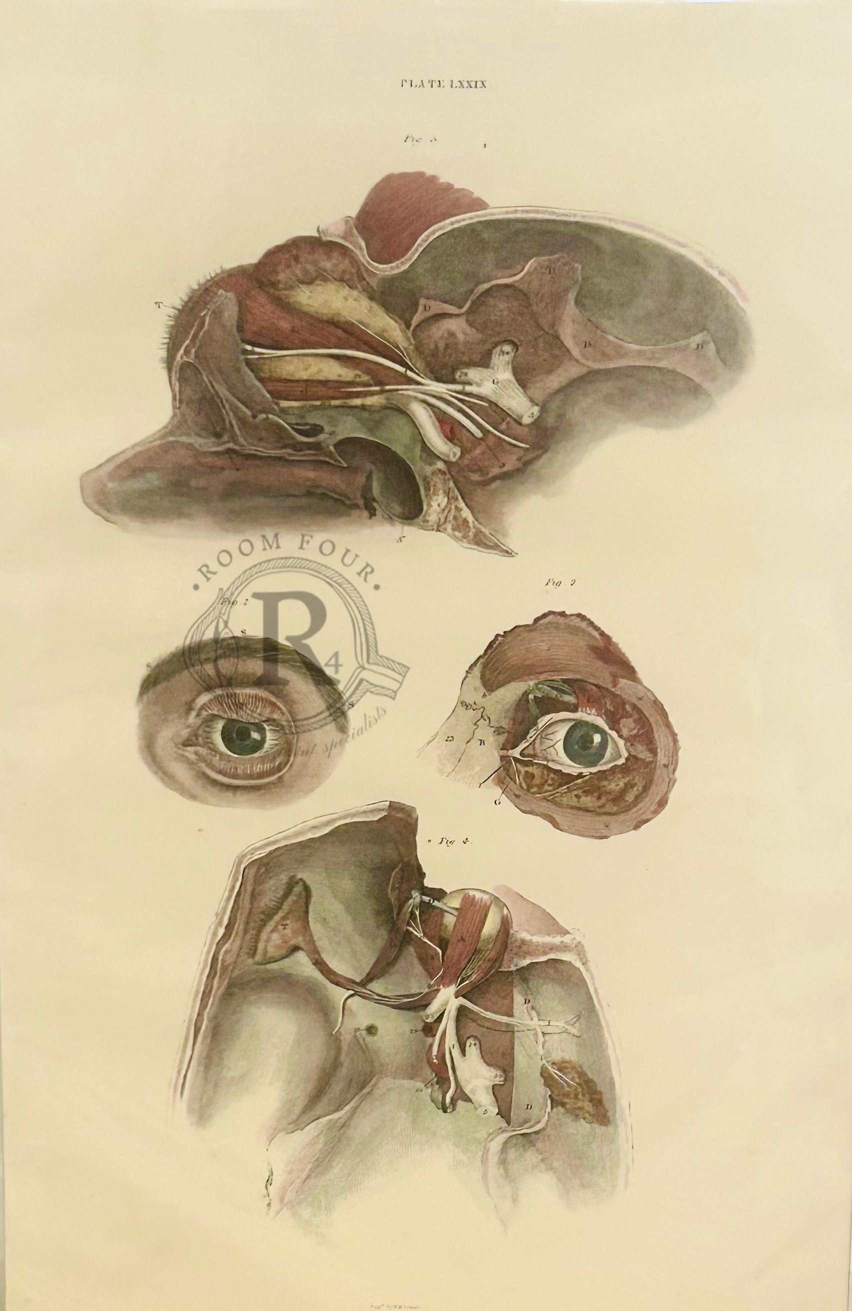 19th-century anatomical drawing by John Lizars – ocular - vintage medical illustration showing human anatomy in fine engraved detail, Victorian medical art