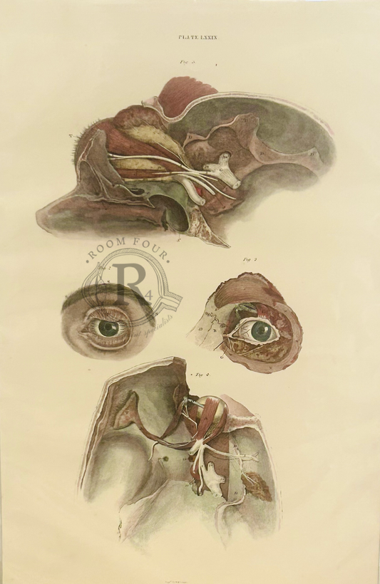 19th-century anatomical drawing by John Lizars – ocular - vintage medical illustration showing human anatomy in fine engraved detail, Victorian medical art