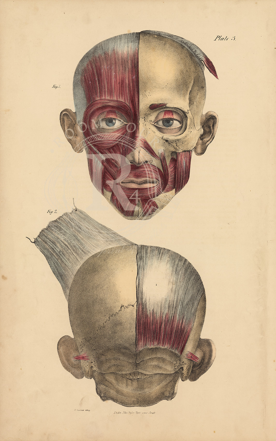 Quain Anatomical Drawing 19thc original human face  in 2 figures - muscles