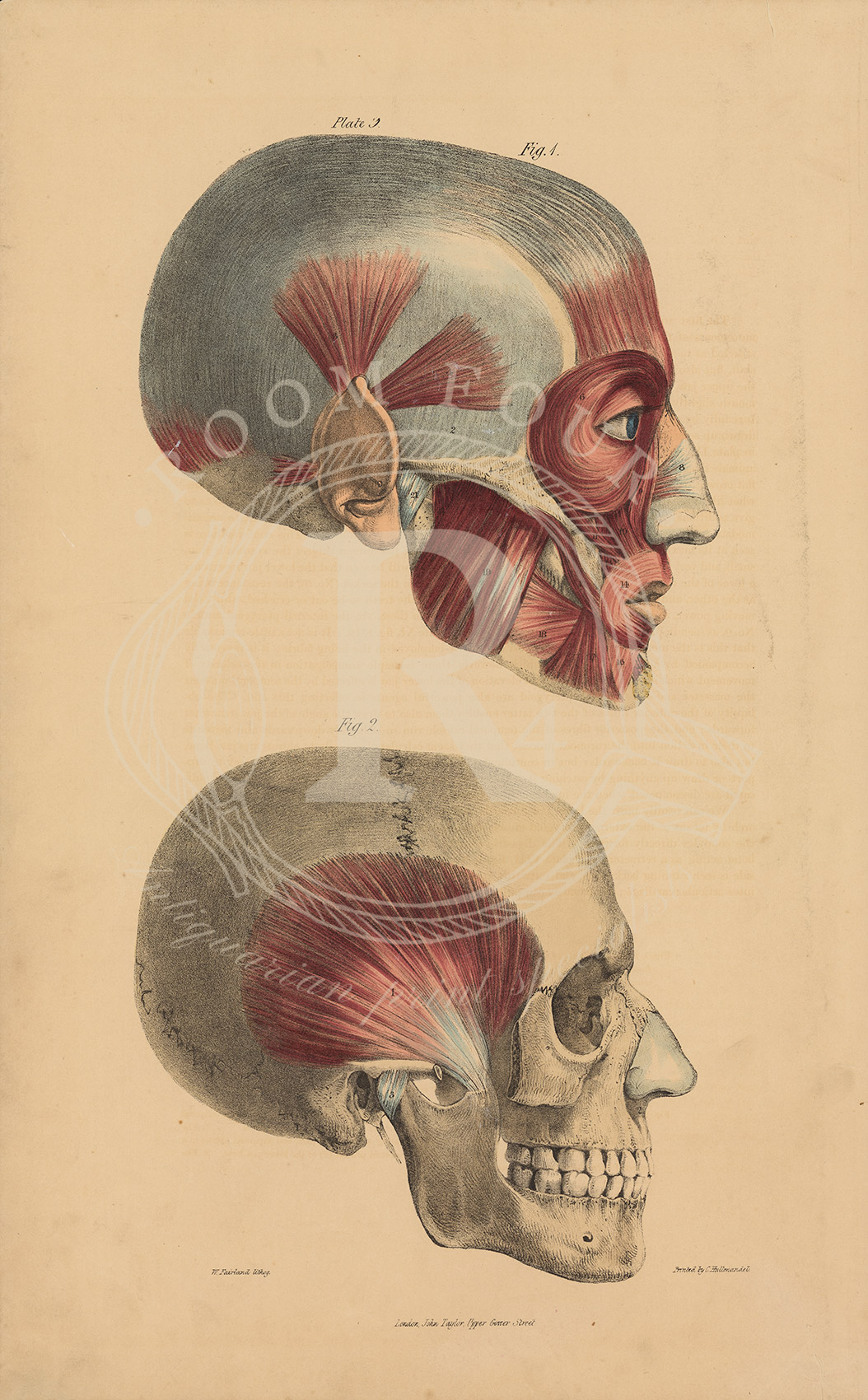 Gravure anatomique ancienne des cavités nasale et buccale – Planche LXXIV de Lizars (Estampe médicale du XIXe siècle)