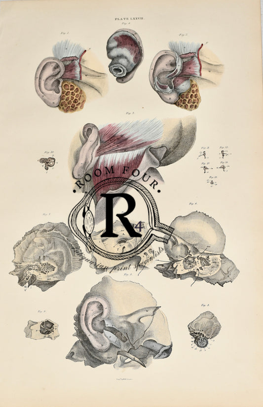 19th Century Original Anatomical Drawings by Lizars - The Ear