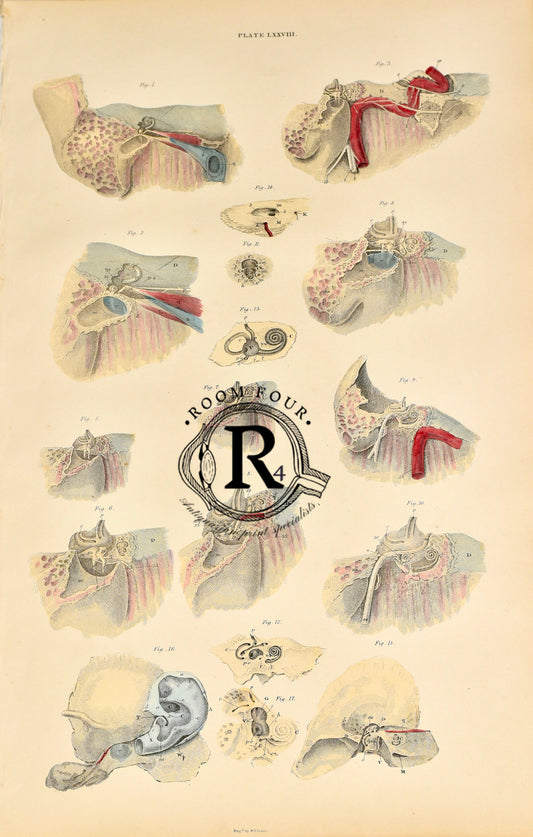 19th Century Original Anatomical Drawings by Lizars - The Ear