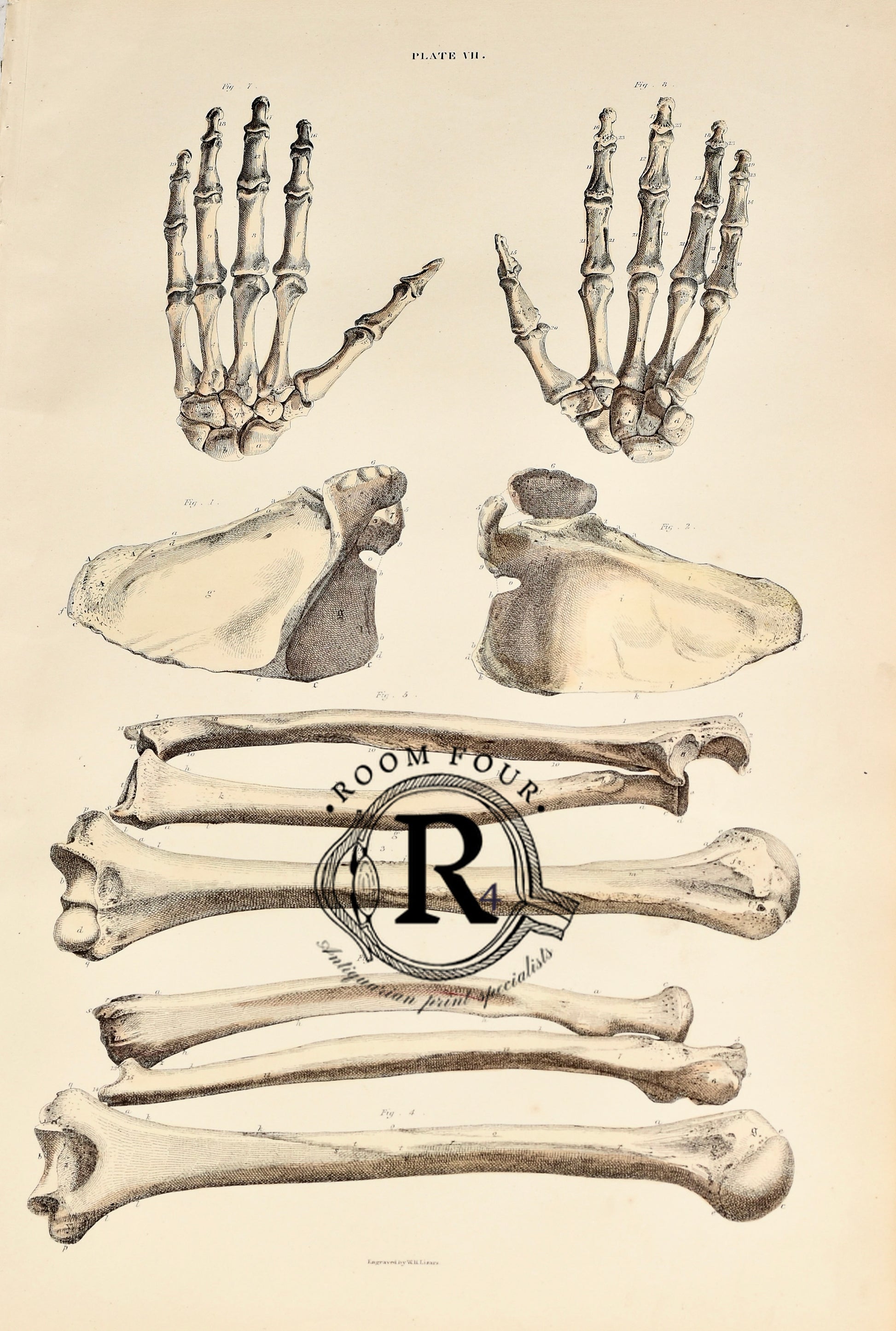 19th Century Original Anatomical Drawings by Lizars - Bones Plate VII