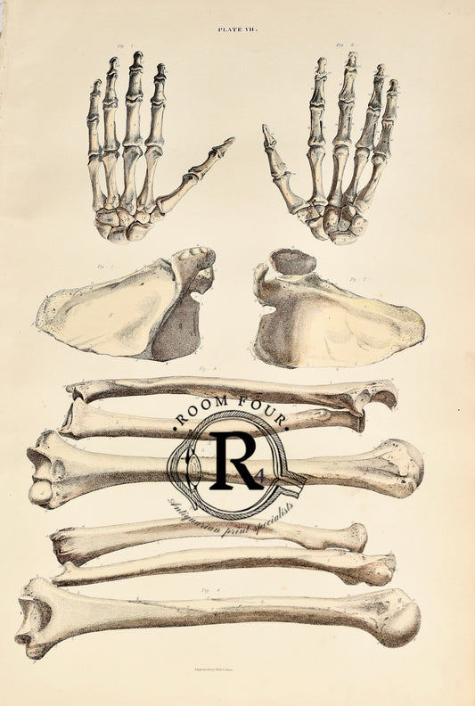 19th Century Original Anatomical Drawings by Lizars - Bones Plate VII