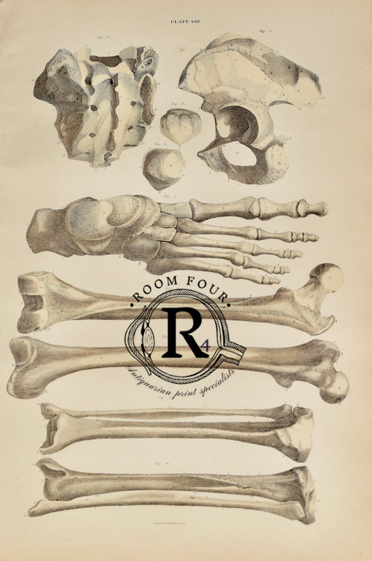 19th Century Original Anatomical Drawings by Lizars - Bones Plate VIII