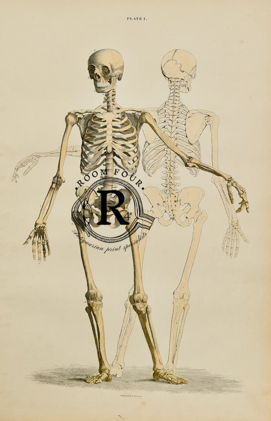 19th Century Original Anatomical Drawings by Lizars - Skull/Bones Plate I