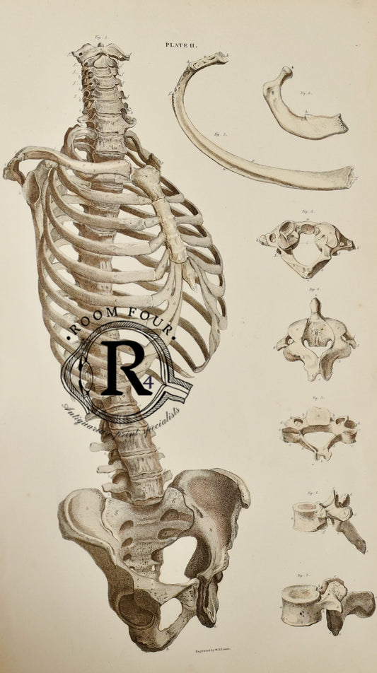19th Century Original Anatomical Drawings by Lizars - Skeleton Ribs/Pelvis Plate II