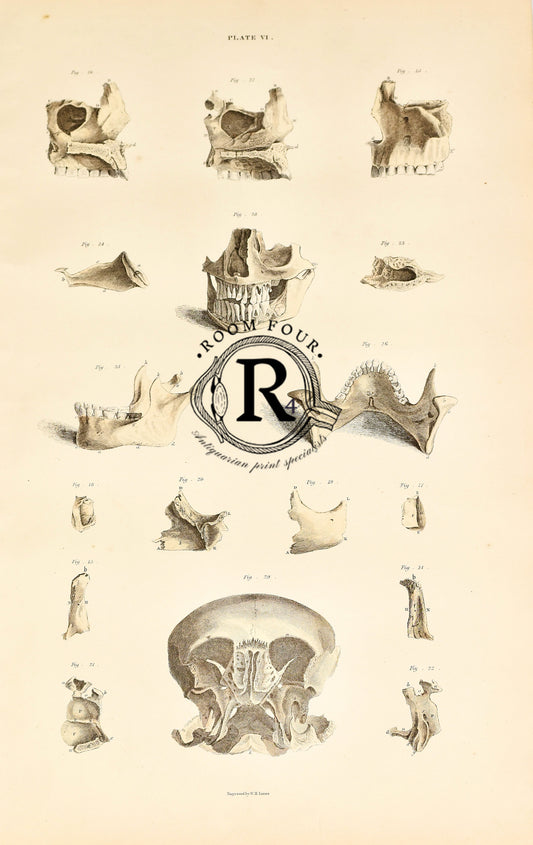 19th Century Original Anatomical Drawings by Lizars - Skull/Bones Plate VI