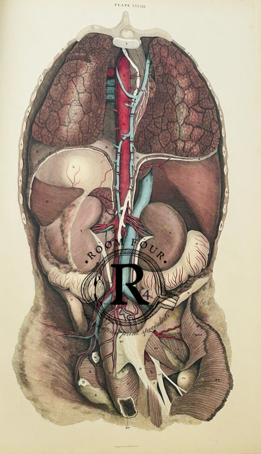 Lizars Antique Anatomical Drawing Plate LXXXIV- Intestines - Original Drawing 