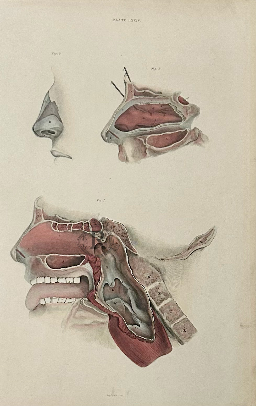 original antique anatomical engraving, Plate LXXIV from Lizars’ Anatomical Plates, presents a finely detailed study of the nasal passages, oral cavity, and…