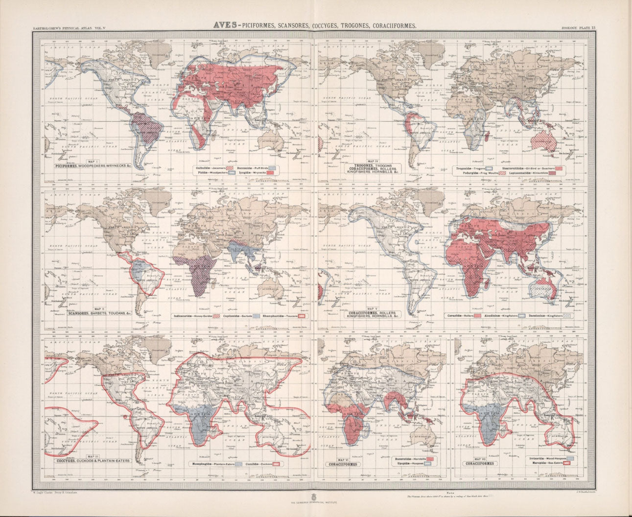 Antique Zoogeography Map - AVES  – Vintage Zoology Chart Early 20th Century