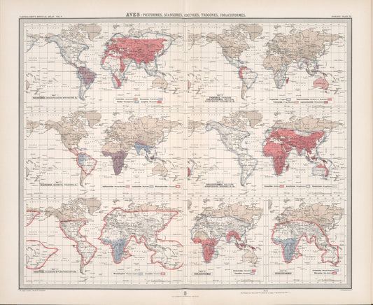 Antique Zoogeography Map - AVES  – Vintage Zoology Chart Early 20th Century
