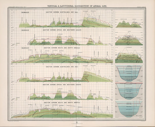 Antique Zoogeography Map - Animal Life – Vintage Zoology Chart, early 20th Century