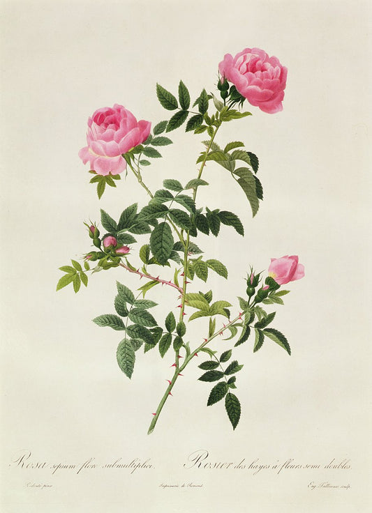 Pierre Redoute Roses 'Rosa Sepium Flore Submultiplici' Semi Doubles - Room Four