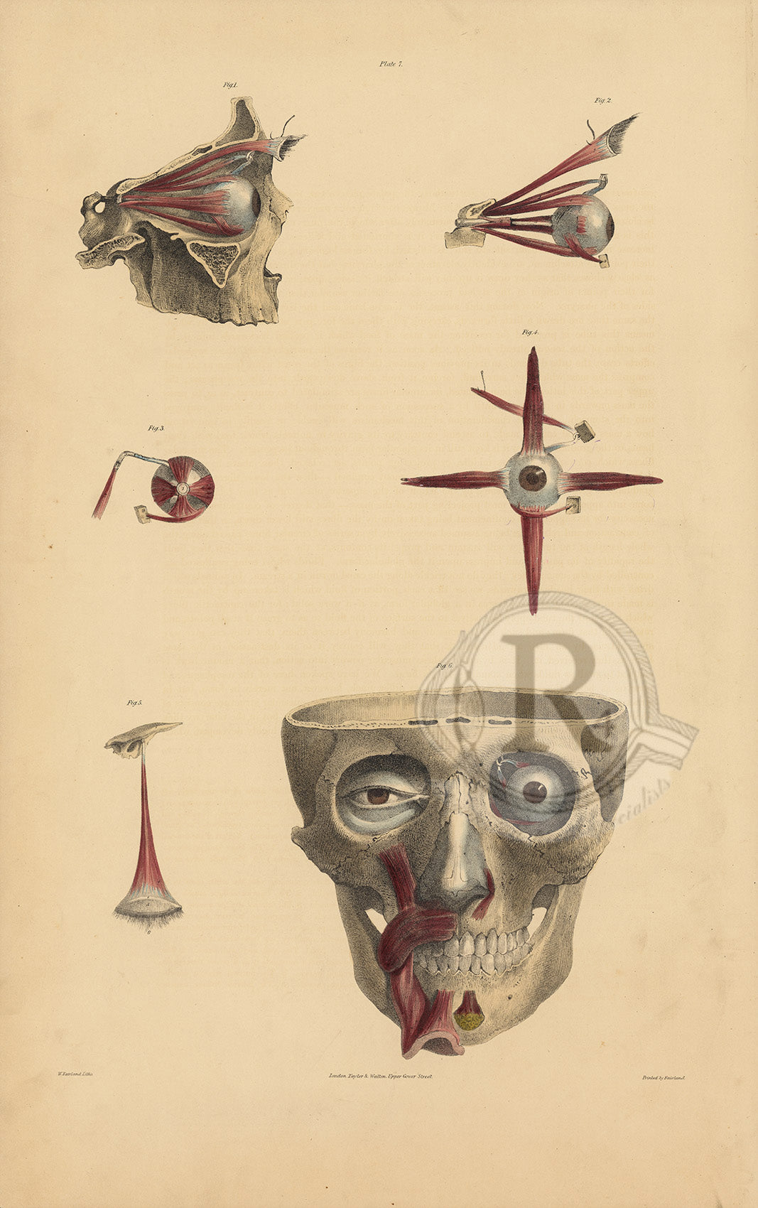 A finely detailed antique anatomical print from Quain’s Anatomy, a landmark 19th-century anatomical atlas renowned for its exceptionally detailed medical illustrations.