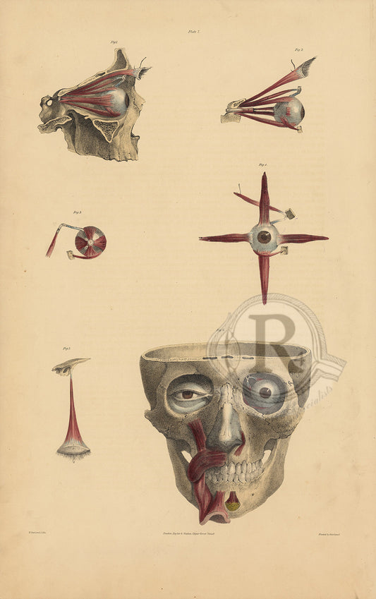 A finely detailed antique anatomical print from Quain’s Anatomy, a landmark 19th-century anatomical atlas renowned for its exceptionally detailed medical illustrations.