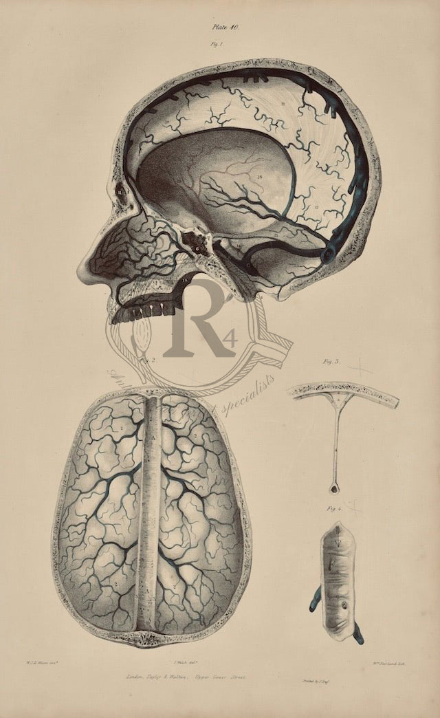 19th Century Anatomical Brain Illustration – Quain’s Vascular System, Plate 40 (Figures 1–4)