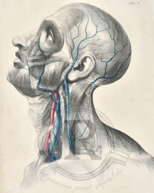 Anatomical  Digital Wall Art Print - Vascular Head & Neck by Quain