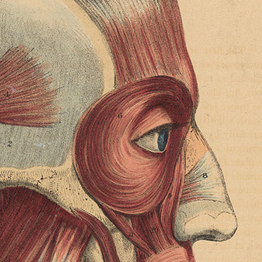 Quain Anatomical Drawing  – Lateral View depicting 2 figures 1 and 2  -Double Skull Muscular View - 19thc Original 