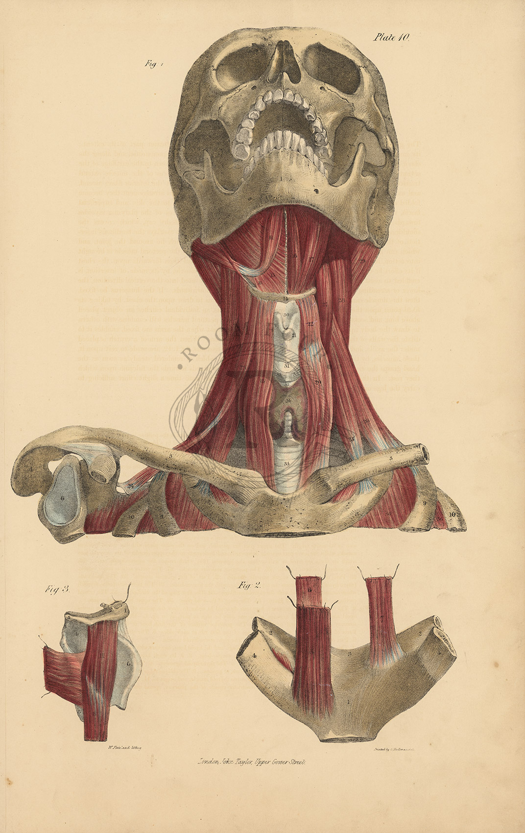 Antiker anatomischer Kupferstich der Nasen- und Mundhöhle – Eidechsen, Tafel LXXIV (Medizinischer Druck aus dem 19. Jahrhundert)