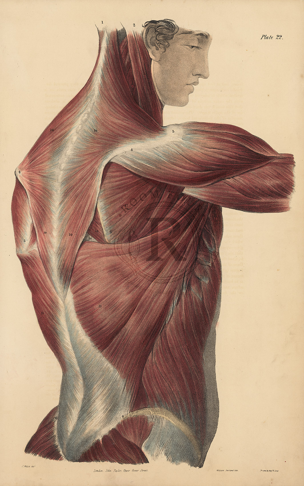 Quain Anatomical Drawing  - Upper Body Lateral View 19thc Original