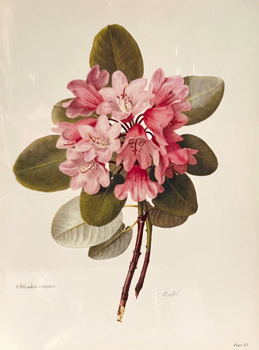 Rhododendron Vintage Print | C. Riefel 1958 Floral - R Orbiculare Pink