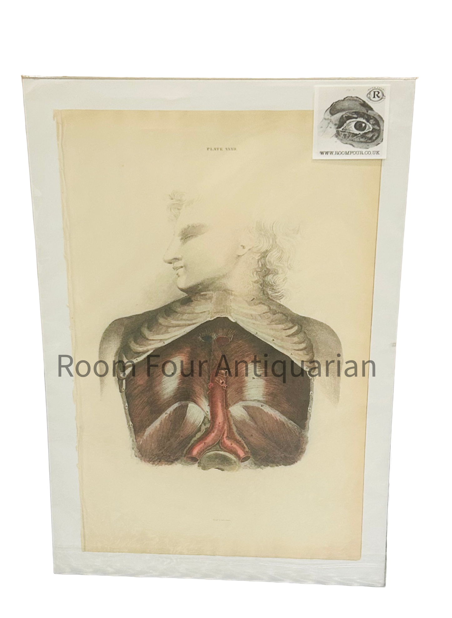 Lizars Anatomical Giclée Print – Plate 27: Chest