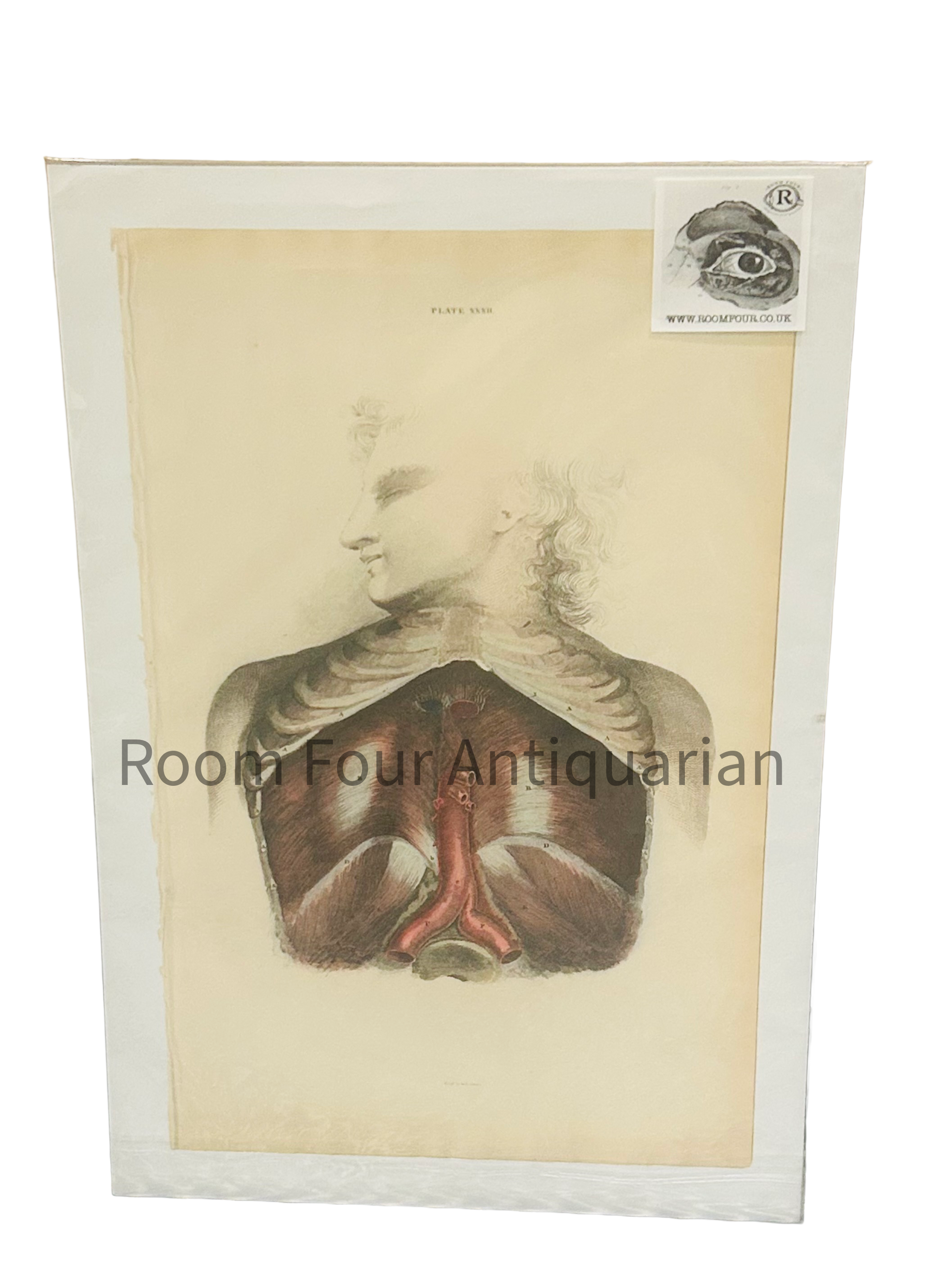 Lizars Anatomical Giclée Print – Plate 27: Chest