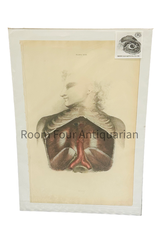 Lizars Anatomical Giclée Print – Plate 27: Chest