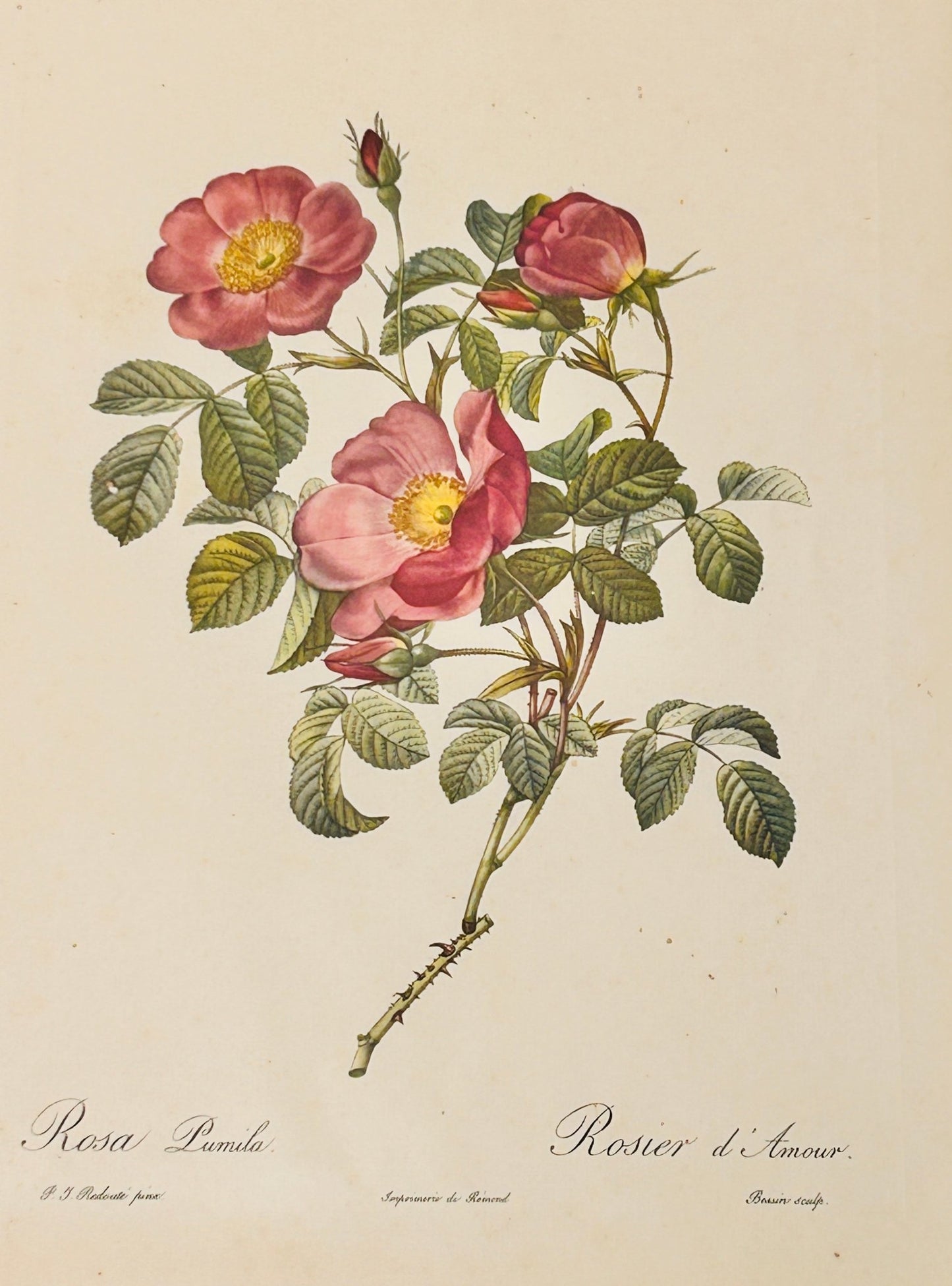 Pierre Redoute Roses 'Rosa Pumila' (Rosier d'Amour) - Room Four