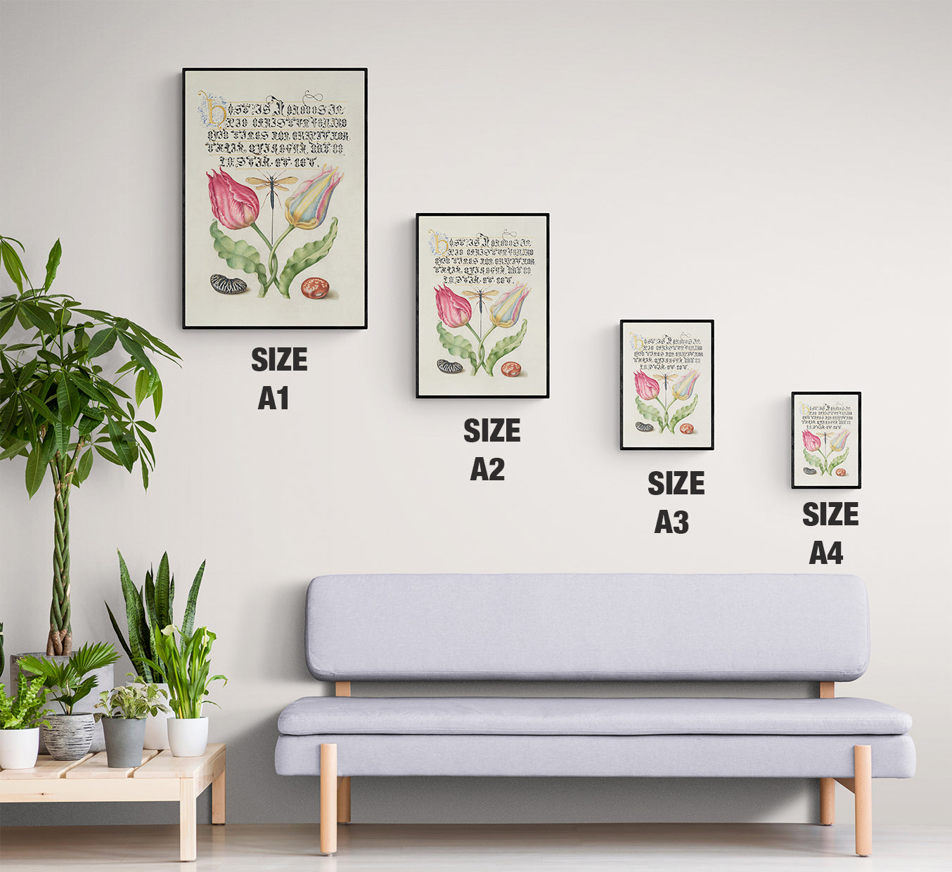 Antique Tulips with Beans -  Botanical Wall Art Print