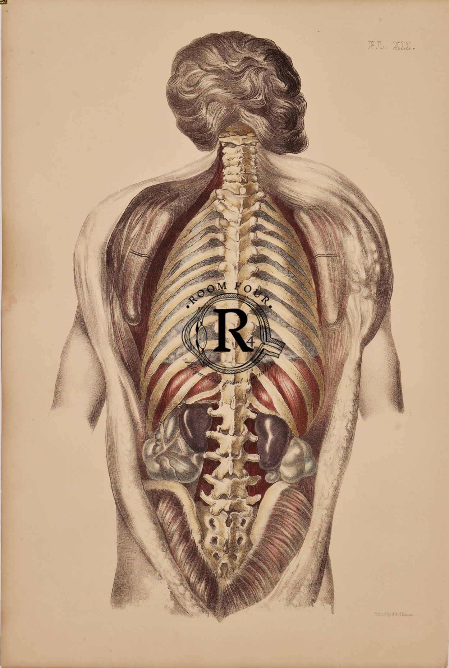 Sibson - Labeled Plate XII from a historical medical atlas. Vintage anatomical illustration of the human back showing layered muscles, spine, ribs, kidneys, and parts of the digestive system. Detailed view of musculoskeletal and internal organ structures from a historical medical atlas.