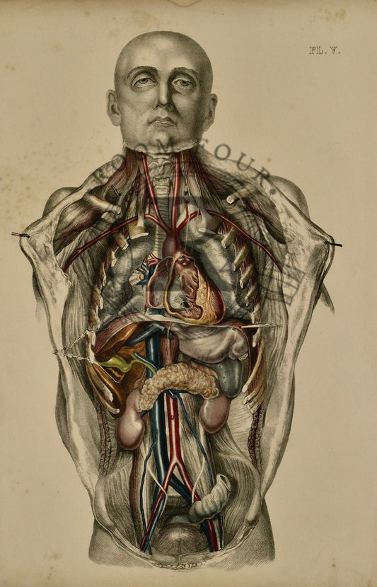 Sibson 19th Century Antique Drawing-Vintage anatomical illustration showing the internal organs and vascular system of the human body. Includes heart, lungs, liver, stomach, intestines, kidneys, and major arteries and veins in a frontal view. Ideal for medical education and historical art collectors.