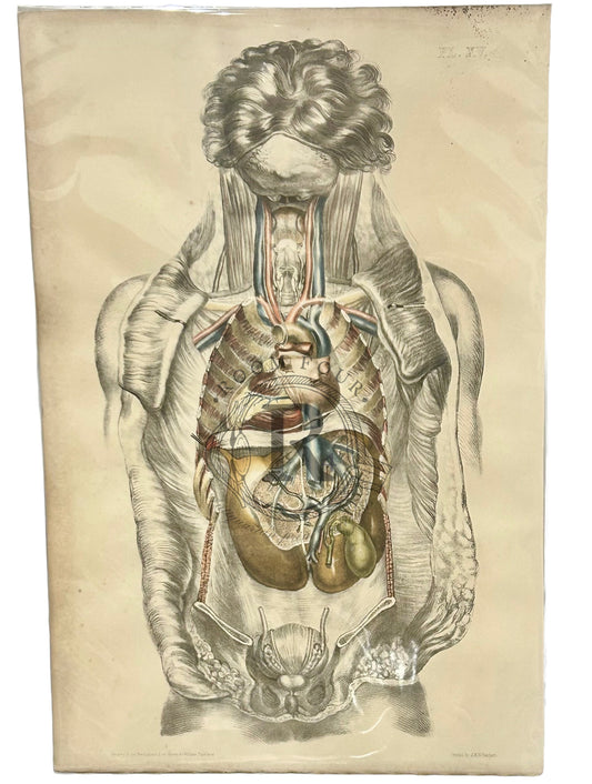 Anatomical Post Mortem Illustration by Sibson Internal OrgansPlate XV - Antique 19th Century