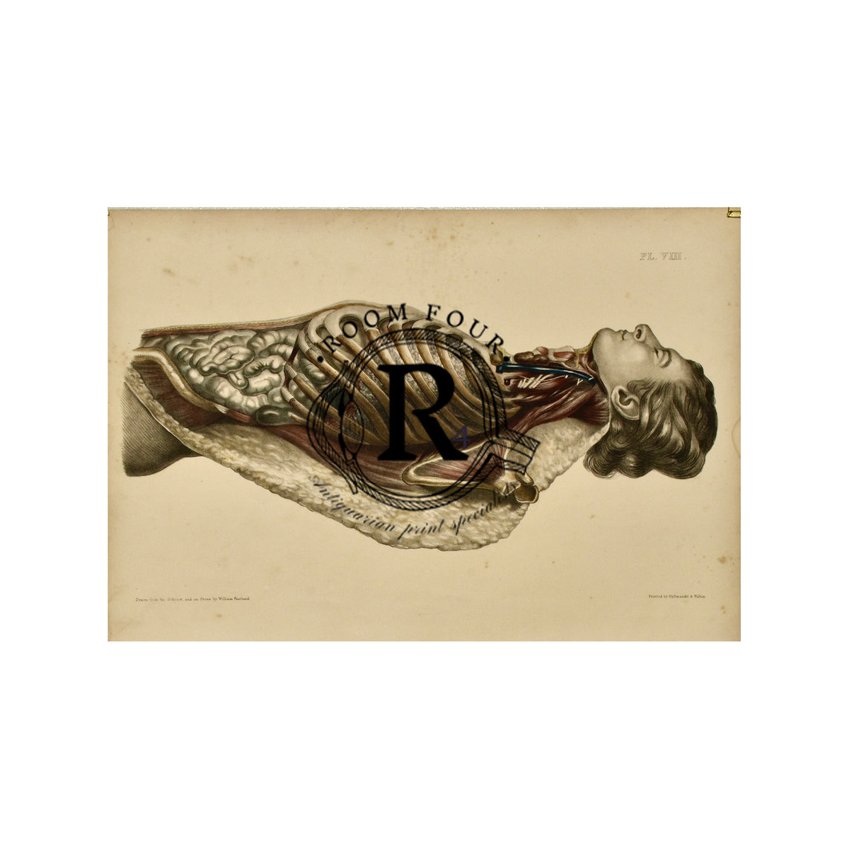 Francis Sibson Antique Anatomical Drawing  c.1869 Plate VIII