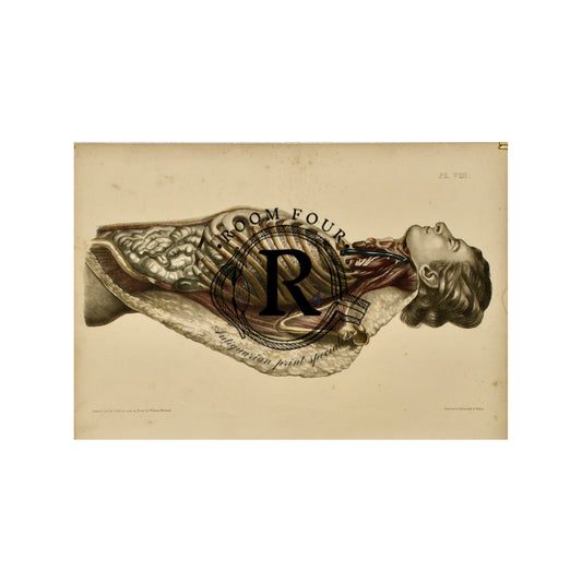 Francis Sibson Antique Anatomical Drawing  c.1869 Plate VIII