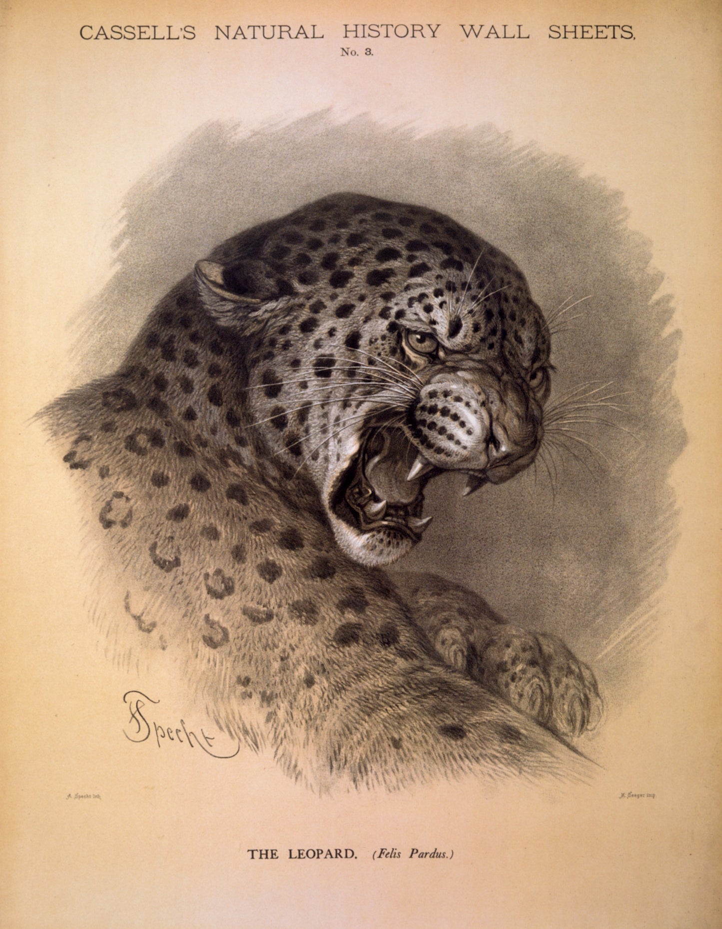 Lear - The Leopard Fine  Art Print