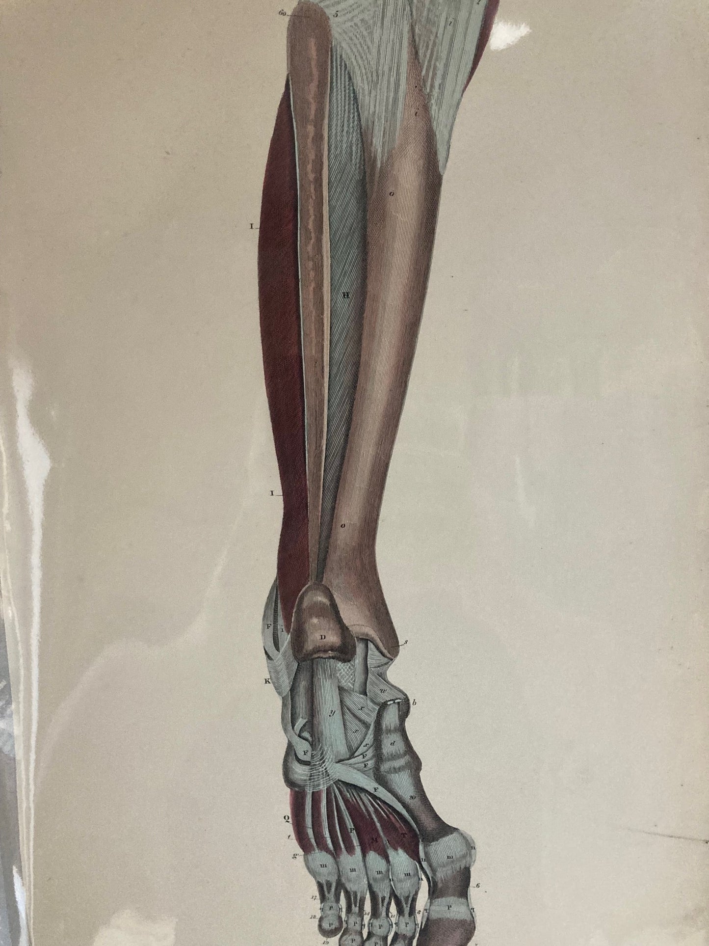 Hand-coloured 1820s anatomical engraving by Lizars showing post-mortem dissection of leg and foot muscles, nerves, and vessels.