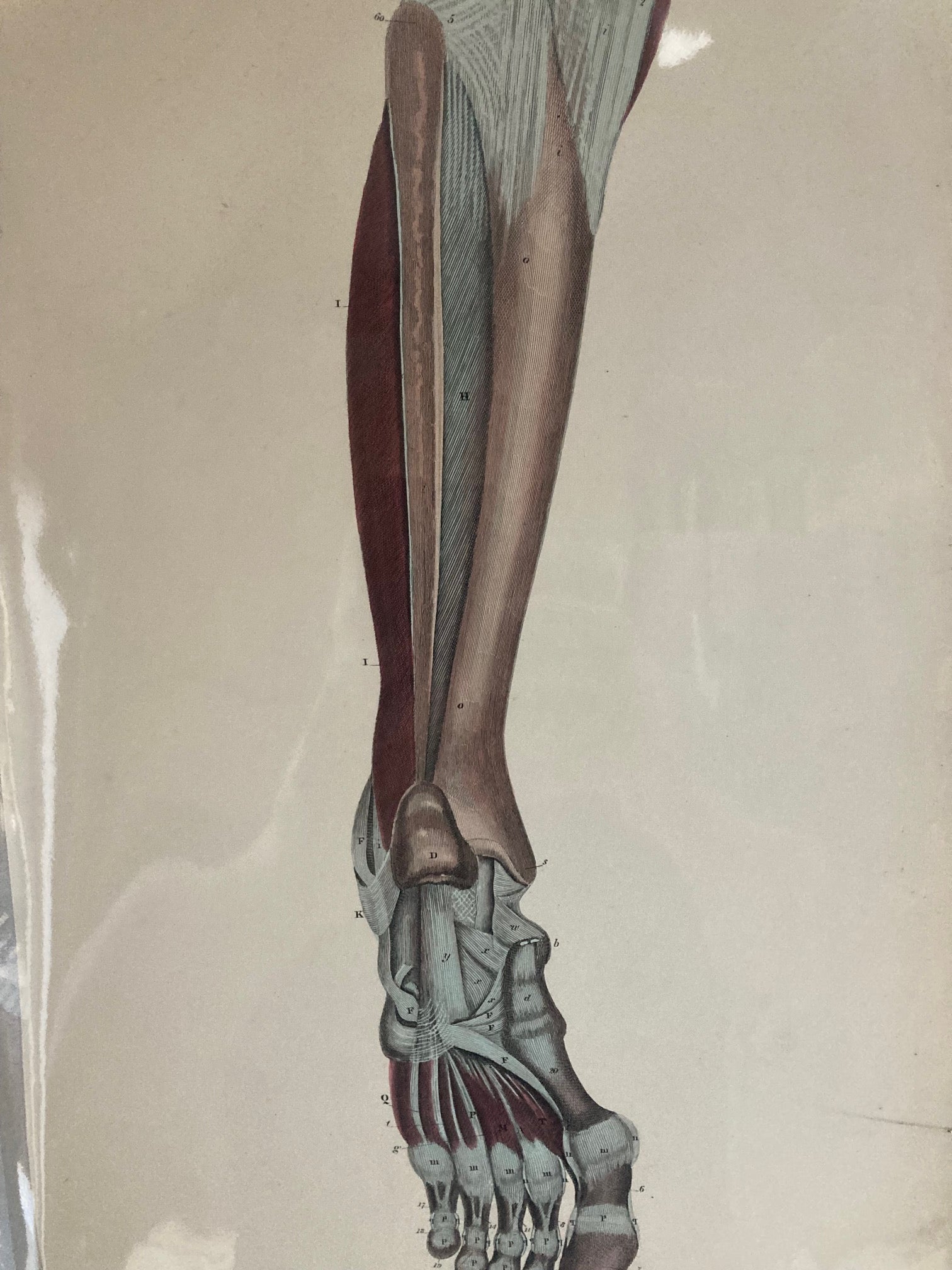 Hand-coloured 1820s anatomical engraving by Lizars showing post-mortem dissection of leg and foot muscles, nerves, and vessels.