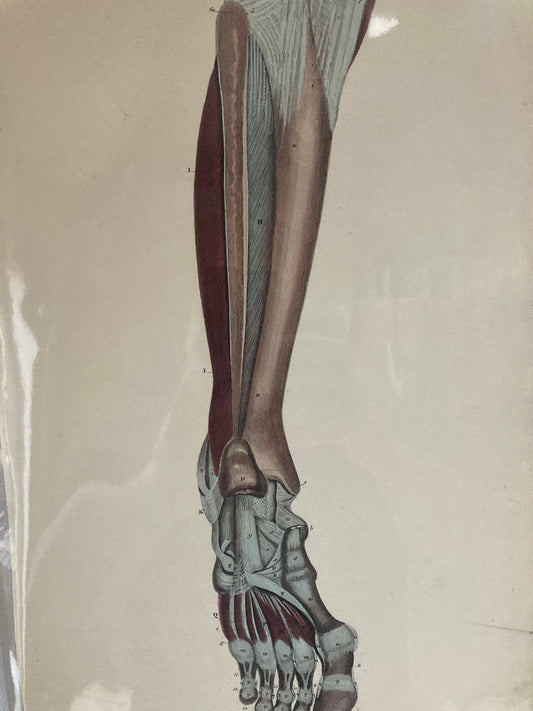 Hand-coloured 1820s anatomical engraving by Lizars showing post-mortem dissection of leg and foot muscles, nerves, and vessels.