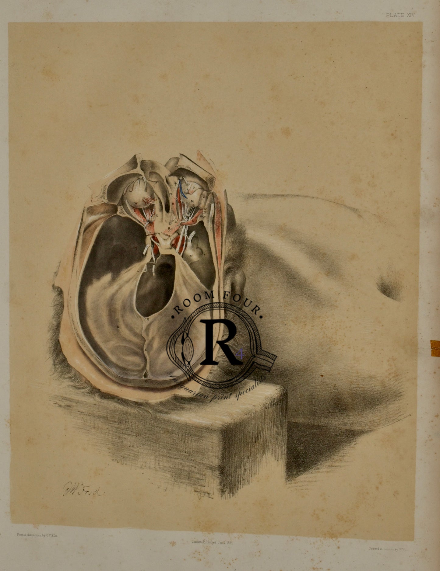 19th-century anatomical dissection of the human head by Ford, engraved with clinical precision