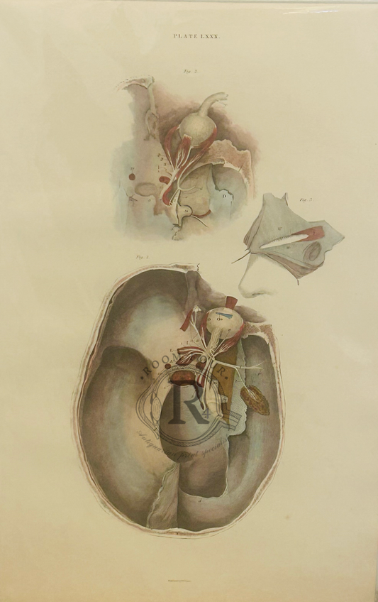 An original 200 year old hand-colored engraving from a System of Anatomical Plates of the Human Body.Edinburgh: [1823-1827] by John Lizars. Cranial Skull
