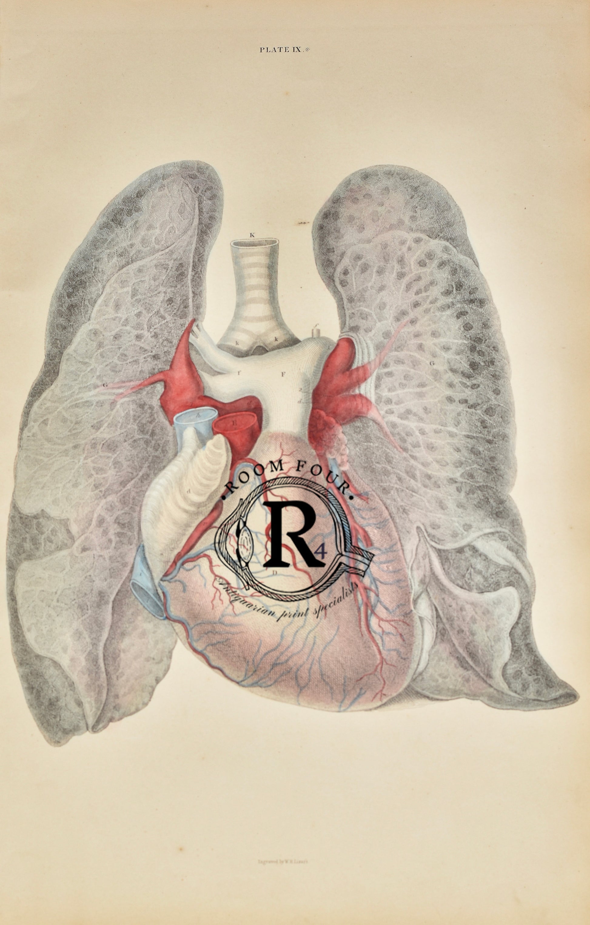 19th Century Original Anatomical Drawings by Lizars - The Heart & Lungs