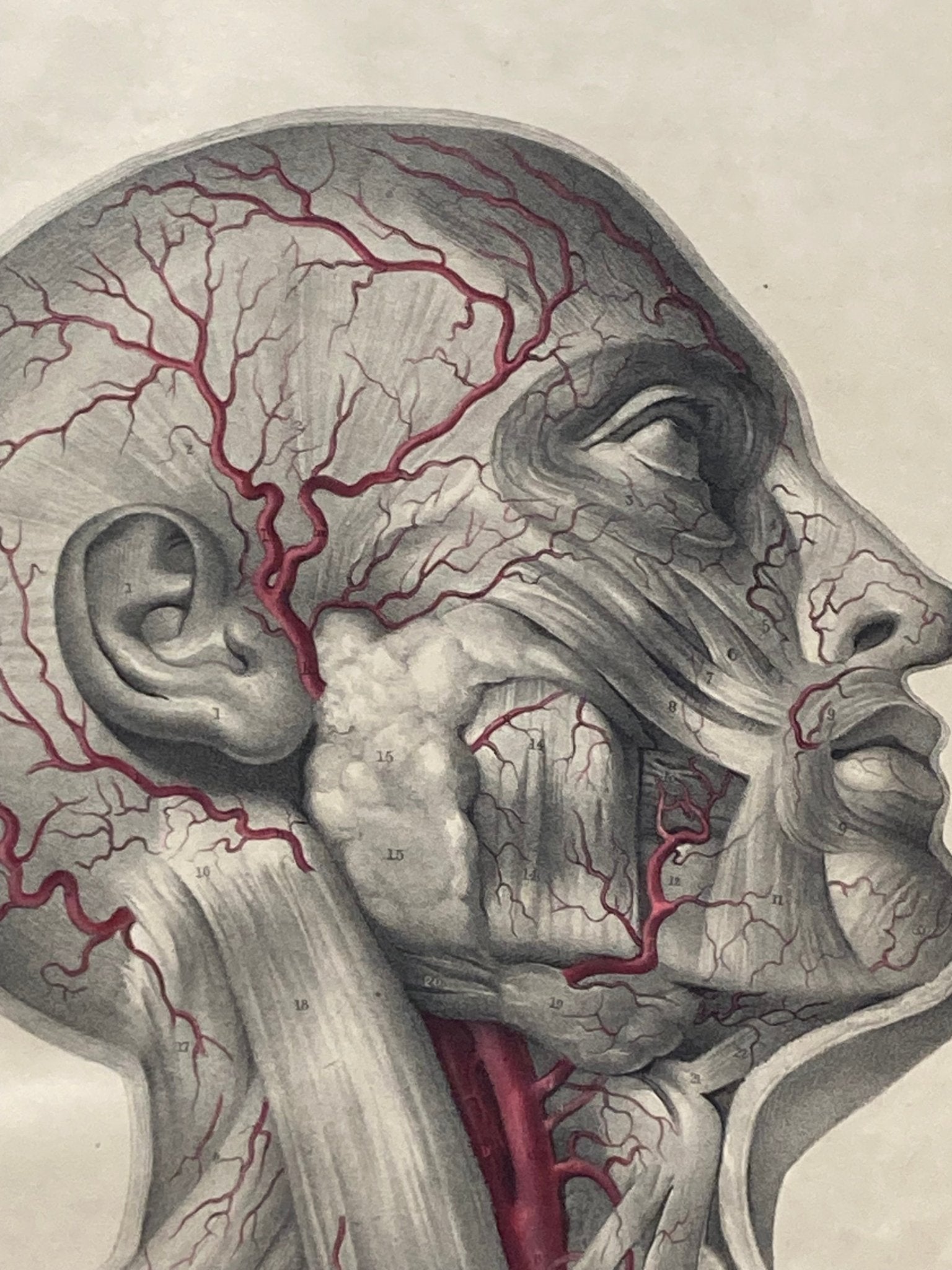 Anatomical Digital Wall Art Print - Vascular Face & Neck - Room Four