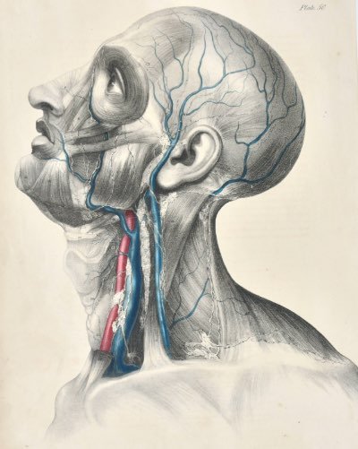 Anatomical Digital Wall Art Print - Vascular Head & Neck - Room Four